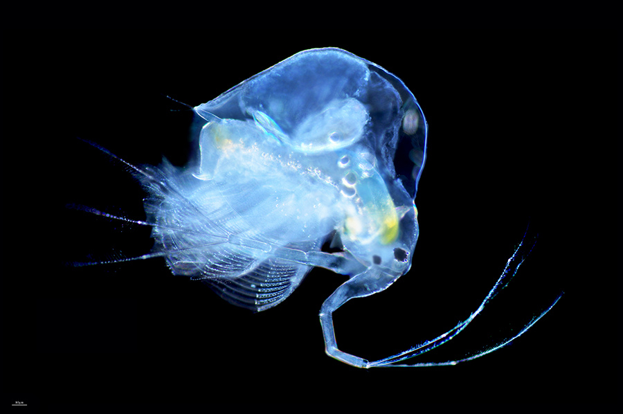 Представитель Семейства Holopediidae